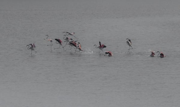 Groupe de flamants roses dans l'anse Sud-Ouest