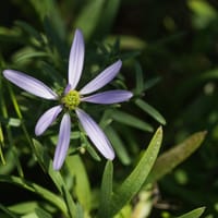 Aster à feuille d'Orpin (octobre)