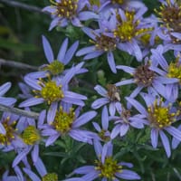 Aster à feuille d'Orpin (octobre)