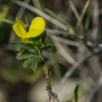 Bugrane très grêle (octobre)