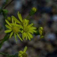 Inule fausse-criste (octobre)