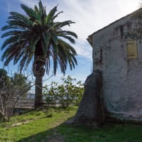 Le palmier de la ferme de l'Aute (vieux de plus de 60 ans en 2016). Disparu pendant l'hiver 2017-2018