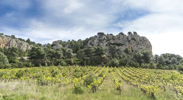 Plan Vigné | Plateau de Figuières