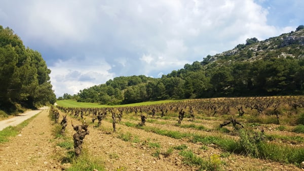 Combe | El Trauc de l'Edre  © JYB