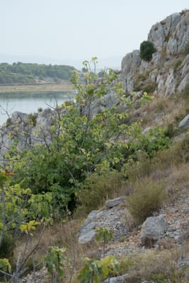 Les figuiers de l'aven de Foncaude