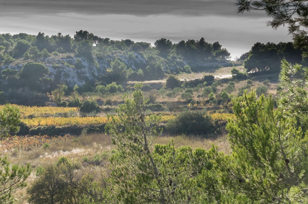 Vue sur les vignes et le Castella en Octobre. Entrée du Vallon