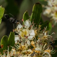 Azérolier: détail des fleurs (Mai)