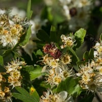 Azérolier en fleur (Mai)