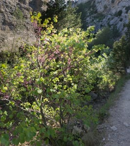 Habitat des berges