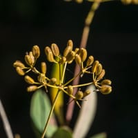 Buplèvre arbustif: Inflorescence (Octobre)