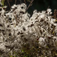 Clematite Vigne Blanche (Octobre)