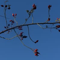 Fruit de l'églantier (Octobre)