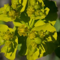 Euphorbe réveil matin: détails de l'inflorescence (Mai)