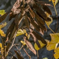 Gousse de l'arbre de Judée (Octobre)