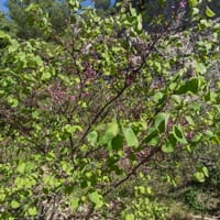 Arbre de Judée (Mai)