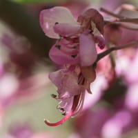 Fleur de l'arbre de Judée (Mai)