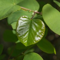 Feuille de l'arbre de Judée