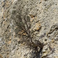 Génévrier de Phénicie se développant dans une fissure de la falaise (Mai)