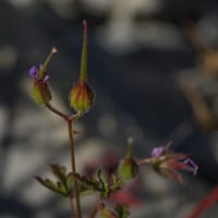 Fleurs Géranium rouge (Mai)