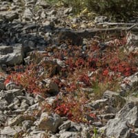 Géranium rouge (Mai)