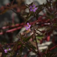 Fleurs Géranium rouge (Mai)