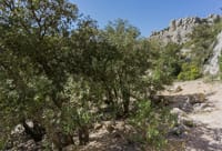 Habitat forestier, bordé de Chênes verts