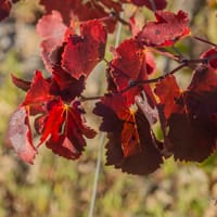 Feuilles des vignes en Octobre