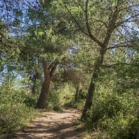 Sentier bordé de Pins d'Alep