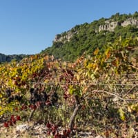 Entrée du Vallon de La Goutine et les vignes