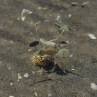 Ombrelle de Venus étang des Ayguades (rive Ouest)