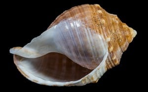 Casque échinophore