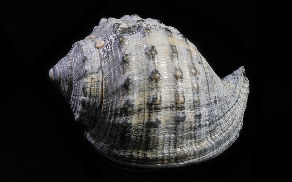 Casque échinophore