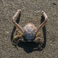 Crabe masqué