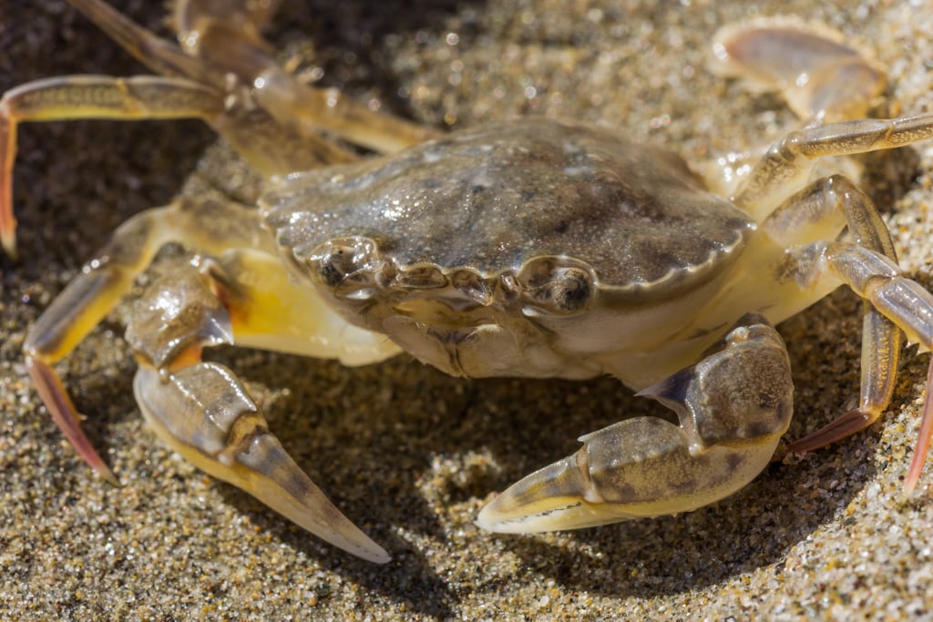 Crabe de sable (Étrille lisse)
