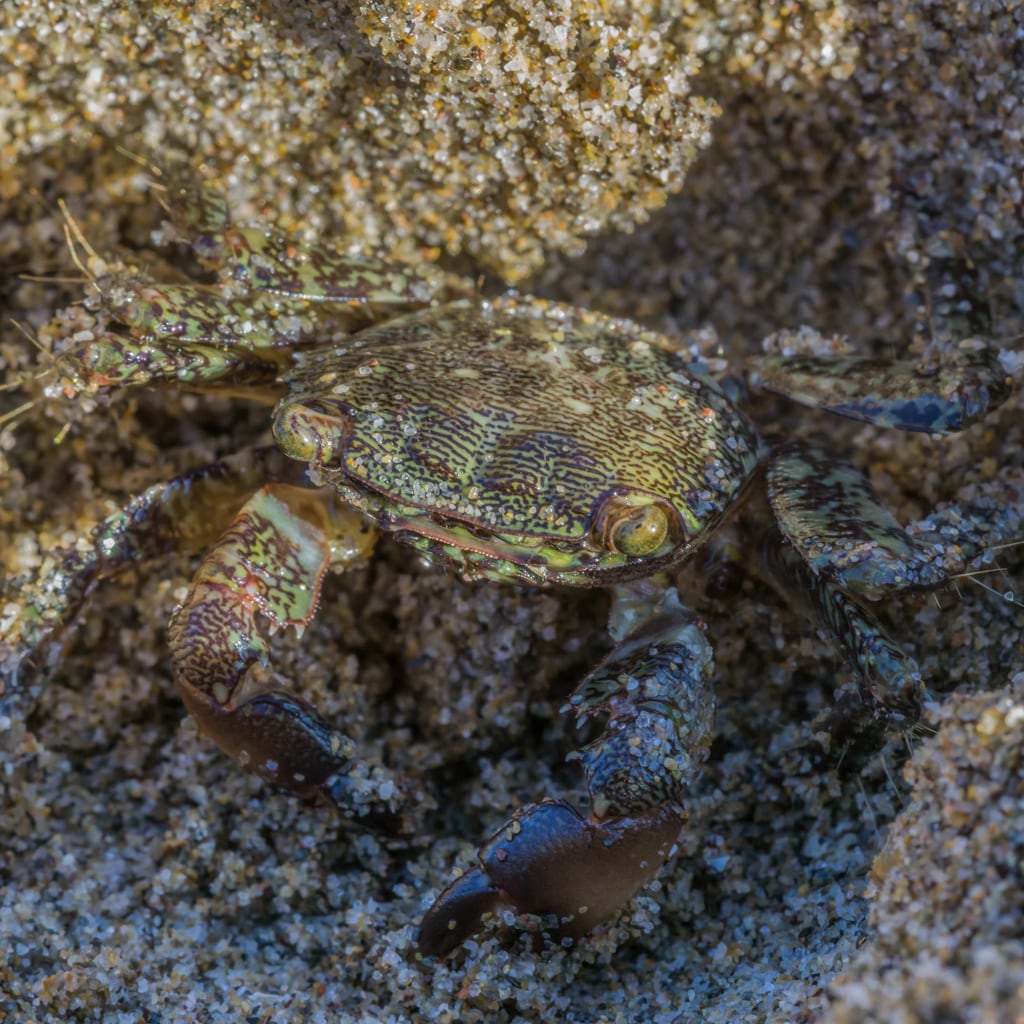 Crabe marbré