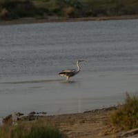 Héron cendré: étang des Ayguades