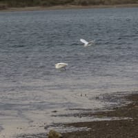 Aigrette Garzette sur l'étang de Mateille