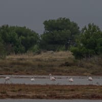 Flamants sur l'étang de Mateille (partie nord rive ouest)