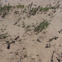 Chiendent des sables (mai)