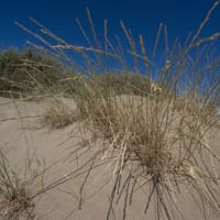 Chiendent des sables (juillet)