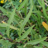 Diplotaxis à feuilles étroites (avril)