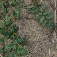 Erodium bec de grue à feuilles de ciguë (mars)