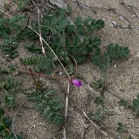 Erodium bec de grue à feuilles de ciguë (mars)