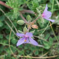 Erodium bec de grue à feuilles de ciguë (avril)