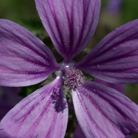 Mauve sylvestre (avril)