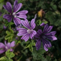 Mauve sylvestre (avril)