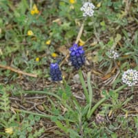 Muscari négligé (avril)