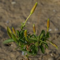 Onagre bisannuelle (juillet)