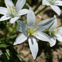 Ornithogale dame d'onze heures (avril)