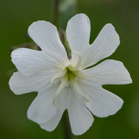 Silène compagnon blanc (avril)